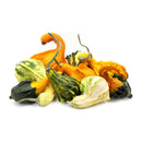 VEGETABLES - GOURDS MIXED 1 EA