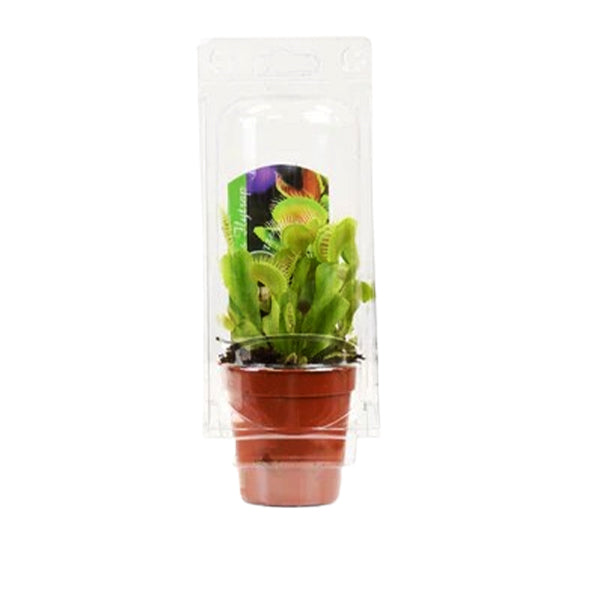 VENUS FLY TRAP 2.25IN