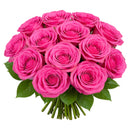FRESH CUT - 50CM HOT PINK ROSES 12 STEMS