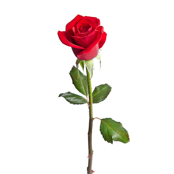 FRESH CUT - 50CM RED SINGLE ROSE- FREEDOM EA