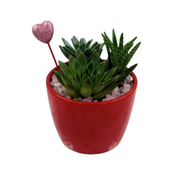 VALENTINE - LOVE POT EA