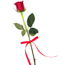 FRESH CUT - FREEDOM RED ROSE SINGLE 50CM 1UN