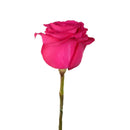 FRESH CUT - HOT PINK ROSE SINGLE 50CM 1UN