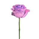 FRESH CUT - LAVENDER ROSE SINGLE 50CM 1UN