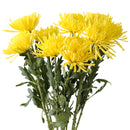 CUT FLOWERS - COMMERCIAL/ SPIDER MUMS 1BUNDLE