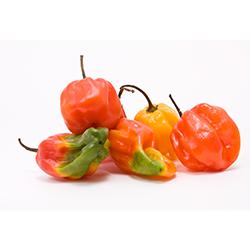 VEGETABLES - PEPPERS JAMAICAN MIX HOT REPACK  2.5 LBS