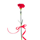 FARM TO CANADA - RED CARNATIONS FANCY 1 STEM