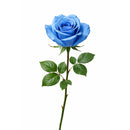 50CM BLUE ROSES VENDELA 1 STEMS