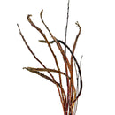 3FT FANTAIL WILLOW 10 STEMS