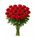 50CM RED ROSE- FREEDOM 25 STEMS