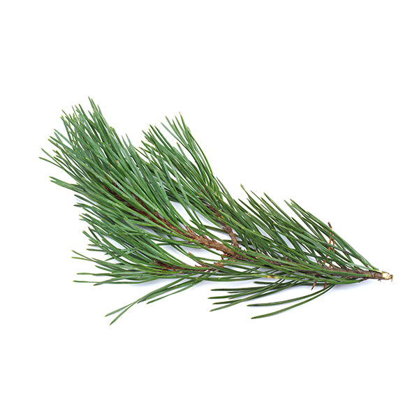 WHITE PINE BUNCH EA