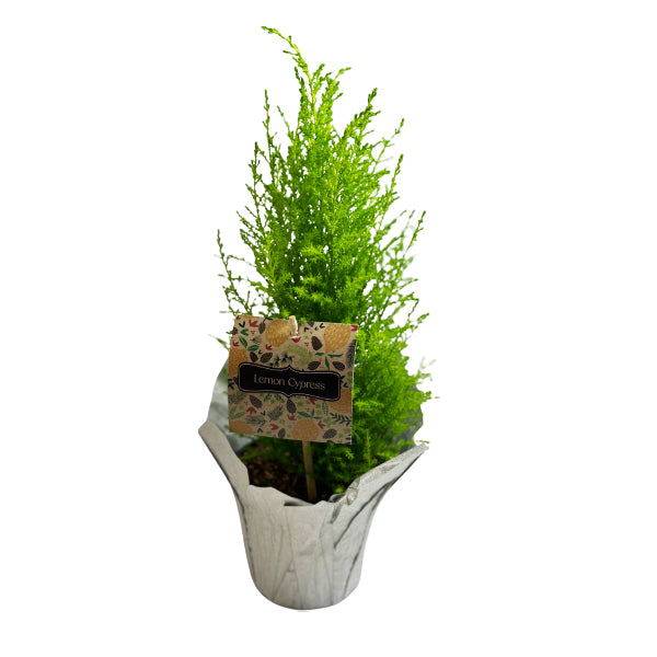 FARM TO CANADA - LEMON CYPRESS TREE 4.5in 1EA