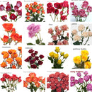 ASSTD SPRAY ROSES 10EA