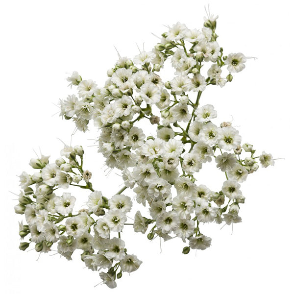 FARM TO CANADA - GYP EXCELLENCE BABY'S BREATH 6-8PC