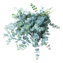 EUC BABY BLUE 10PC