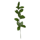 FARM TO CANADA - RUSCUS ISRAELI 10PC