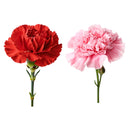 ASSORTED CARNATIONS 1 STEMS