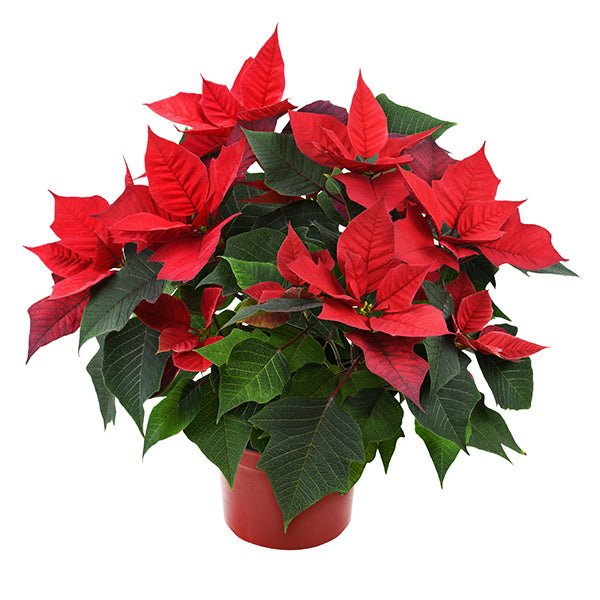 POINSETTIAS 6 INCHES