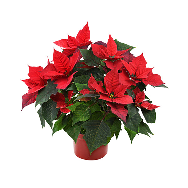 POINSETTIAS 4.5  INCHES