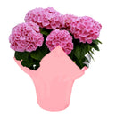 PLANTS - HYDRANGEA 6.5 INCHES