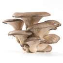 VEGETABLES - MUSHROOMS OYSTER 2 LBS