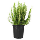 PLANTS - ROSEMARY POT 6  INCHES