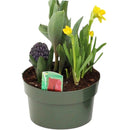 SPRING VALLEY GARDEN -  BULB PAN ASSORTED 7IN