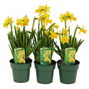 POTTED PLANT - DAFFODIL ASSORTED 4IN EA