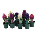 POTTED HYACINTHS ASSORTED 4IN