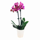 ORCHIDS GREEN - 5IN ORCHID IN CERAMIC EA