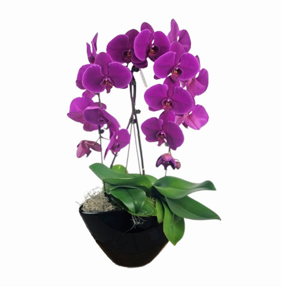 ORCHID GREENS - WATERFALL PLANTER EA