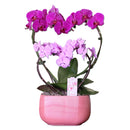 DOUBLE HEART ORCHID GARDEN