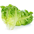 VEGETABLES - LETTUCE ROMAINE 24  EA