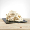 PREGEL - TIRAMISU BASE SPRINT 12x1 KG