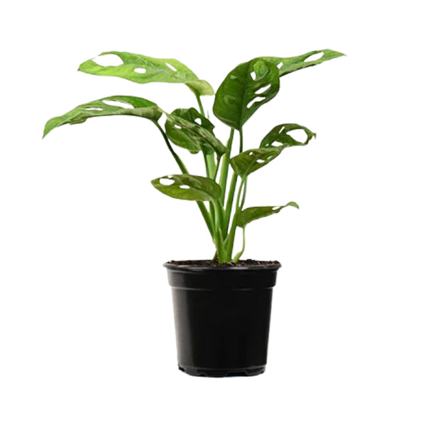 COLASANTI - 4IN PHILODENDRON SWISS CHESSE EA