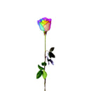 FRESH CUT - PREMIUM 50CM RAINBOW SINGLE ROSE 1 STEM