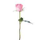 FRESH CUT - LIGHT PINK SINGLE ROSE 50CM 1 STEM
