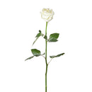 FRESH CUT - WHITE SINGLE ROSES 50CM 1 STEM
